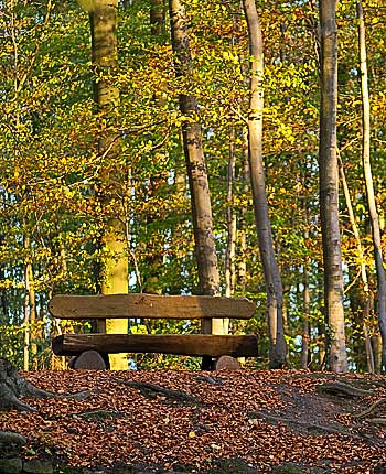 Wald mit Bank